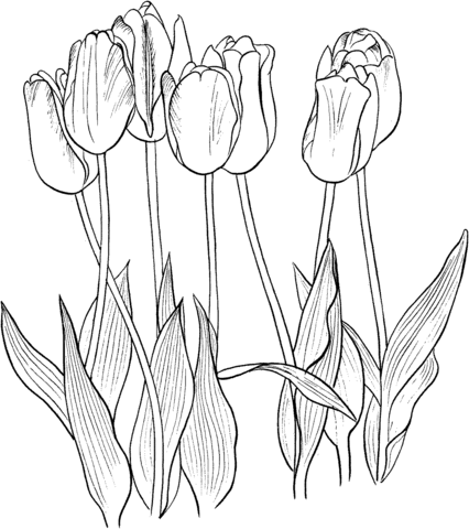 Seven Tulips Coloring Page